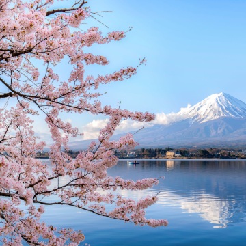 日本東京櫻花樹